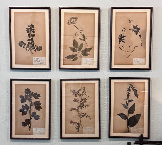 Framed Herbarium Specimens, early 20th C s/6